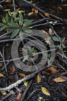 Mangrove floor in Vietnam photo